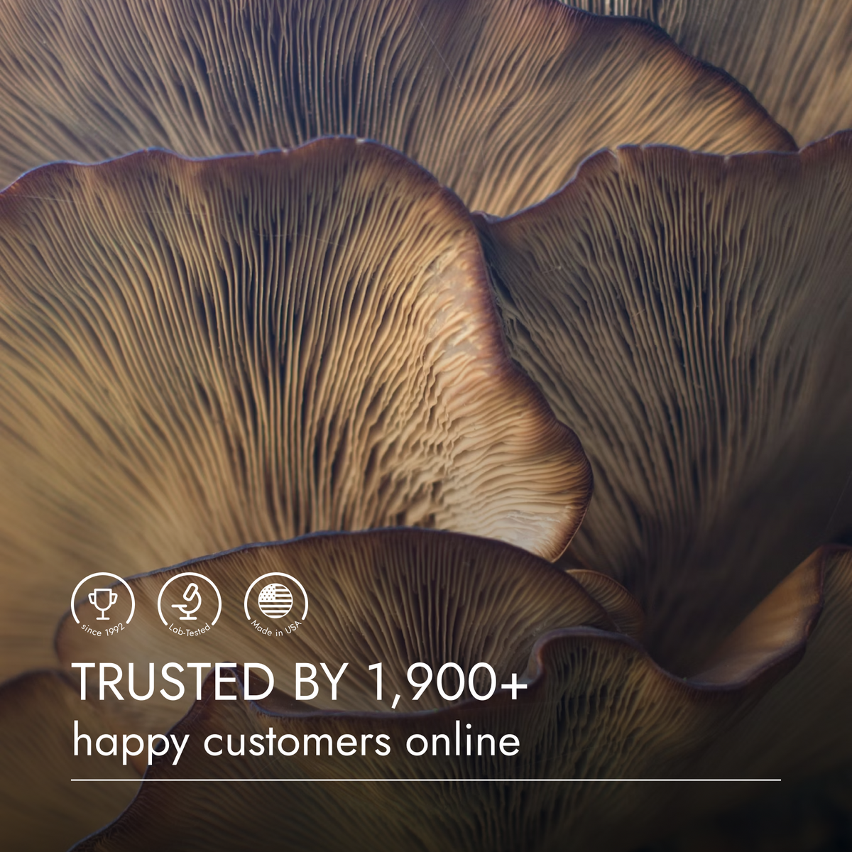 Close-up of mushroom caps with text 'Trusted by 1,900+ happy customers online' on a dark background